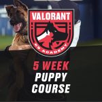 Puppy Development Training Classes