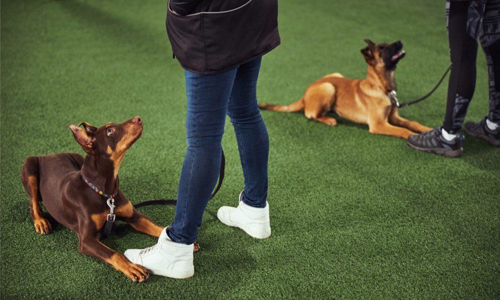 Northeast dog sale training